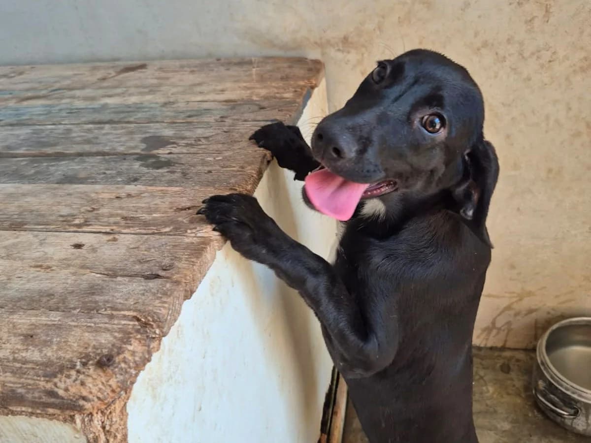 Posada, female puppy Mixed Breed for adoption at SardinienHunde e.V.