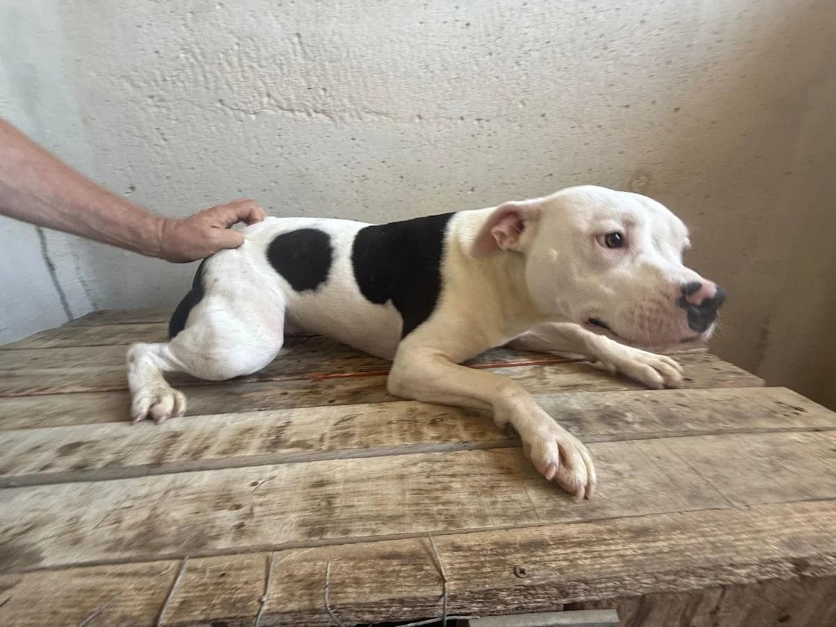 Puzzola, female young Mixed Breed for adoption at SardinienHunde e.V.