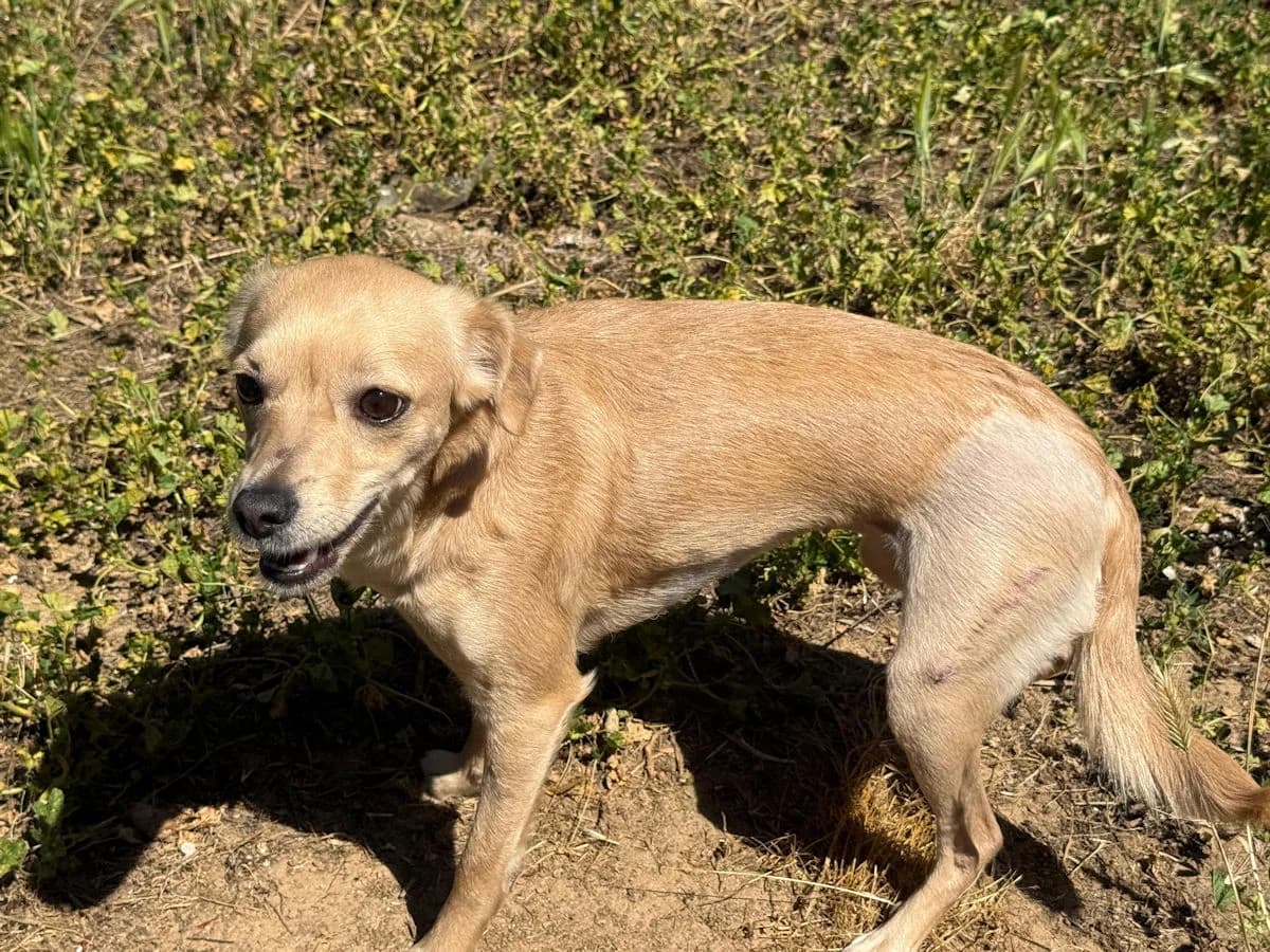 Samandra, female young Mixed Breed for adoption at SardinienHunde e.V.