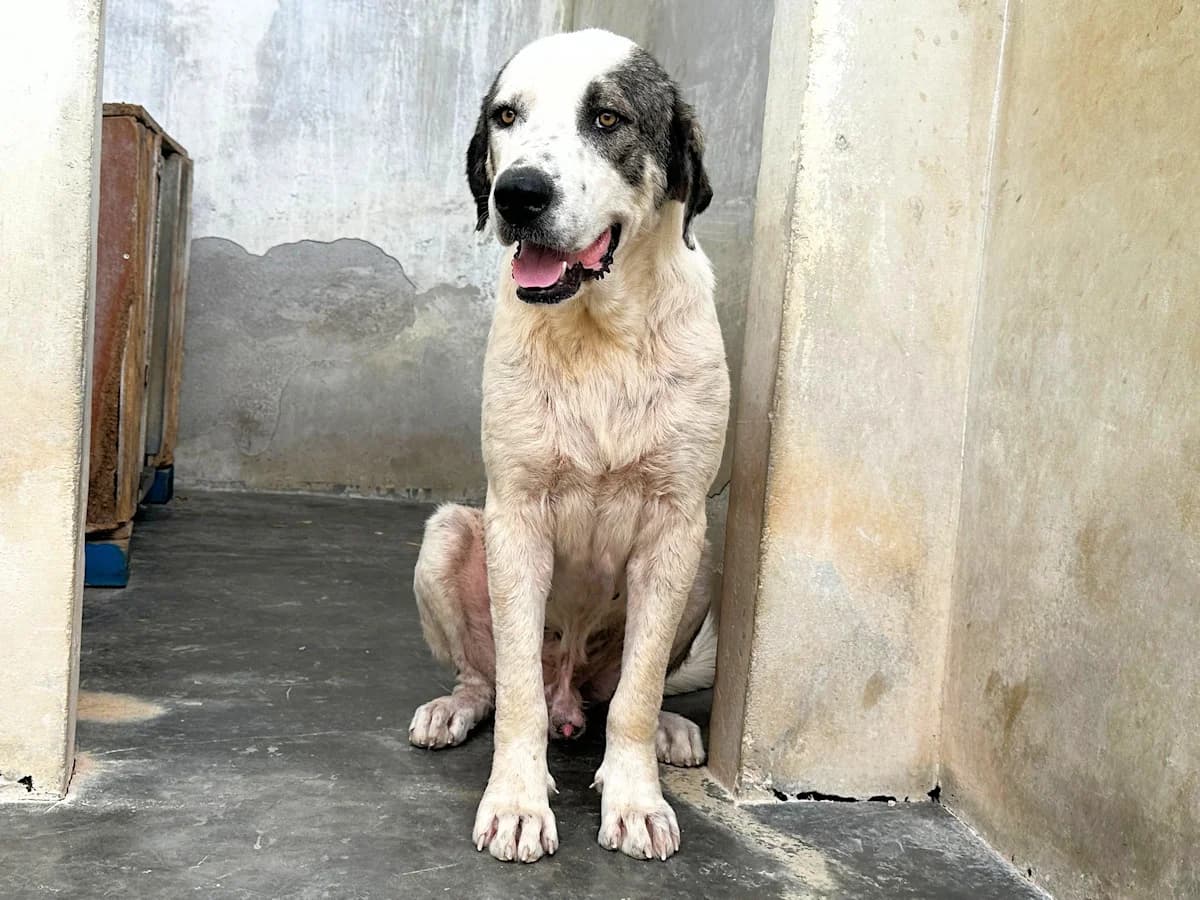 Soldatino, male young Mixed Breed for adoption at SardinienHunde e.V.
