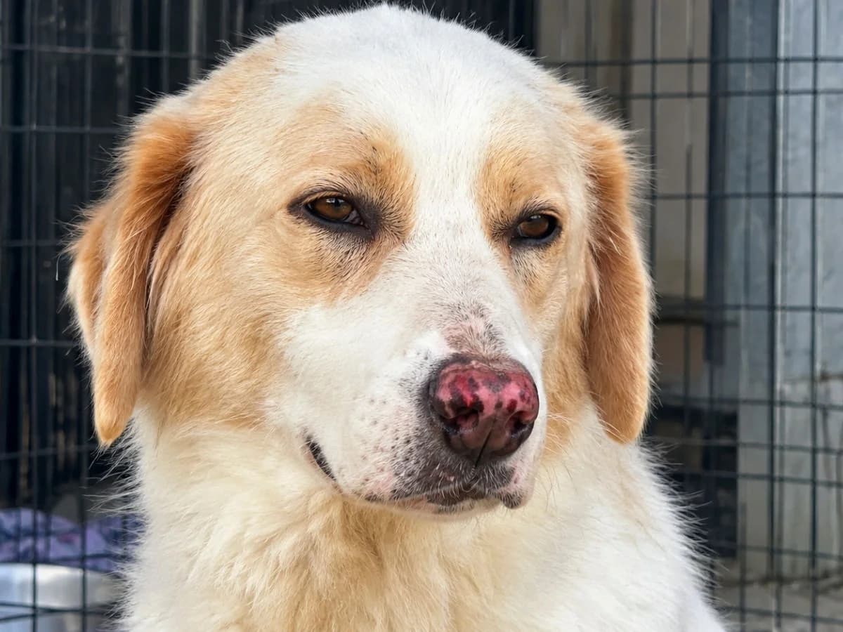 Stanley, male 5yo Mixed Breed for adoption at SardinienHunde e.V.