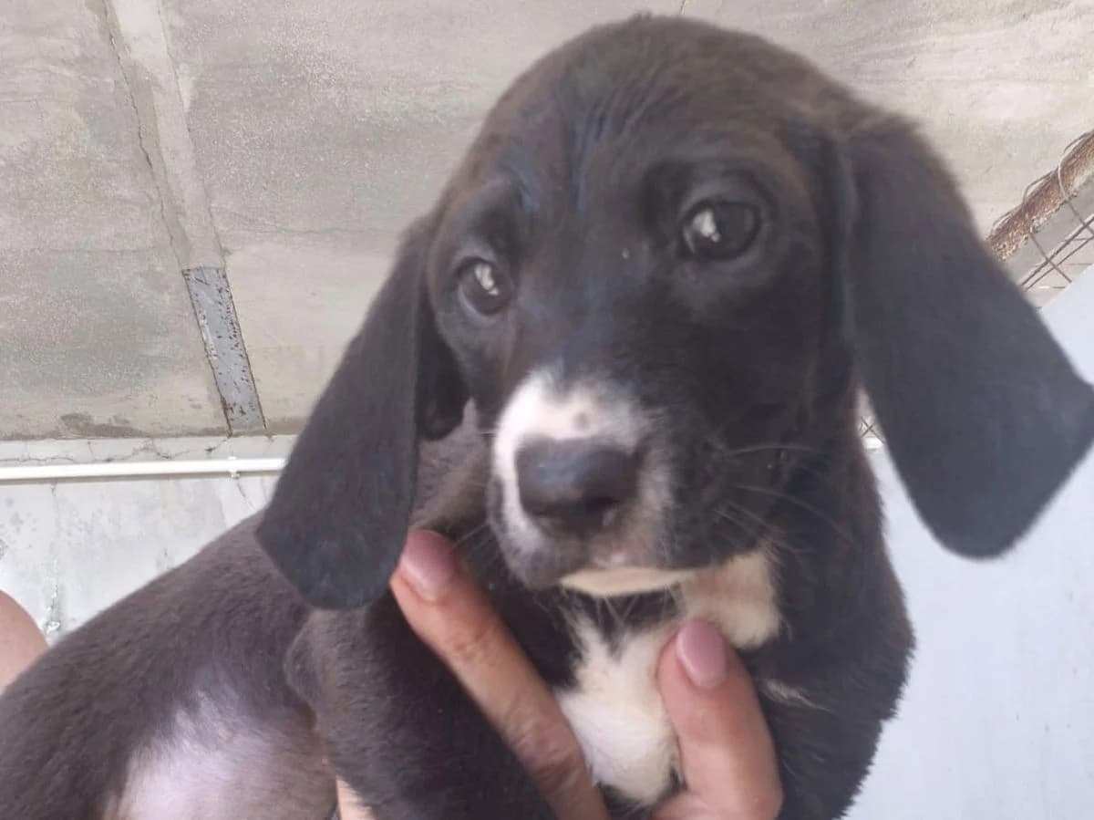 Thyrse, male puppy Mixed Breed for adoption at SardinienHunde e.V.