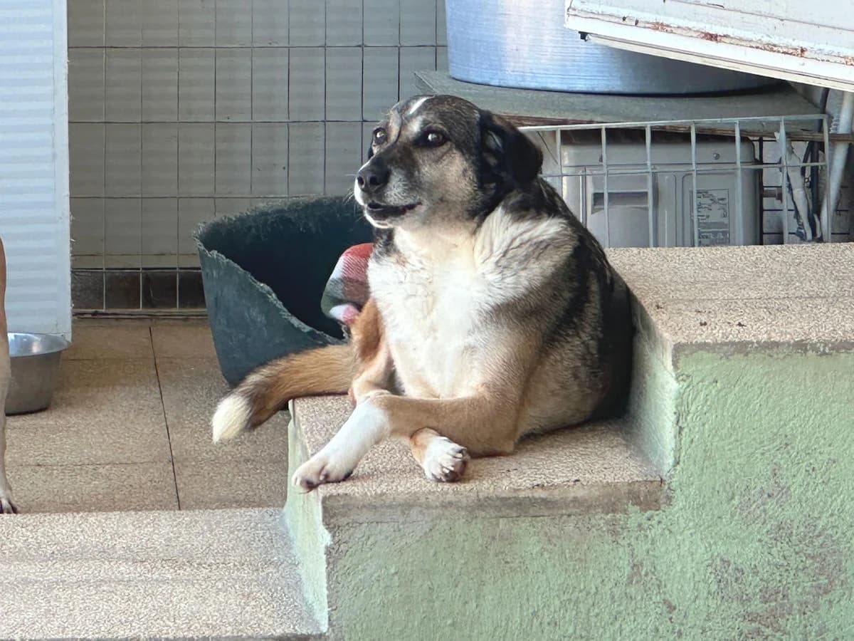 Timida, female senior Mixed Breed for adoption at SardinienHunde e.V.