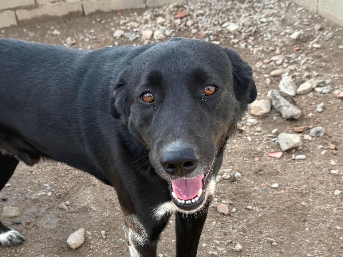 Ulisse 2, male 4yo Mixed Breed for adoption at SardinienHunde e.V.