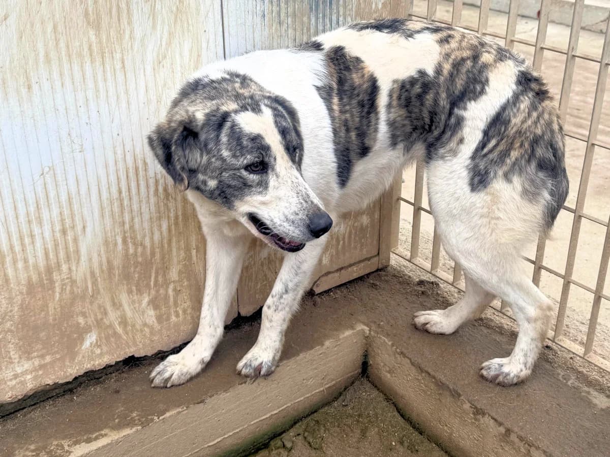Valchiria, female young Mixed Breed for adoption at SardinienHunde e.V.