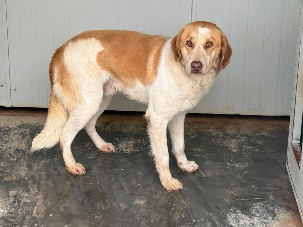 Valeriano, male young Mixed Breed for adoption at SardinienHunde e.V.