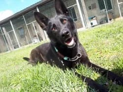Rex, male senior Mixed Breed for adoption at Satuelle Tierheim