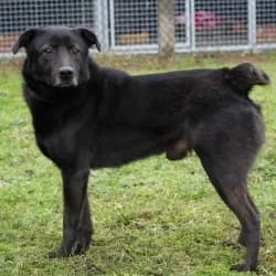 Blacky, male senior Labrador Retriever for adoption at Satuelle Tierheim