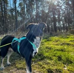 Holly, female senior Mixed Breed for adoption at Satuelle Tierheim