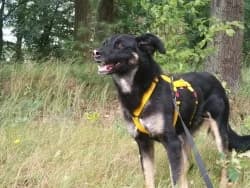 Miez Piez, female senior Mixed Breed for adoption at Satuelle Tierheim