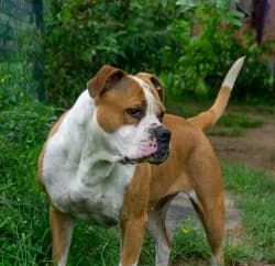 Amy, female senior Staffordshire Bull Terrier for adoption at Satuelle Tierheim