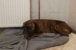 Kuno, male 6yo mixed breed for adoption at Satuelle Tierheim