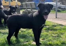 Peter, male young Mixed Breed for adoption at Satuelle Tierheim