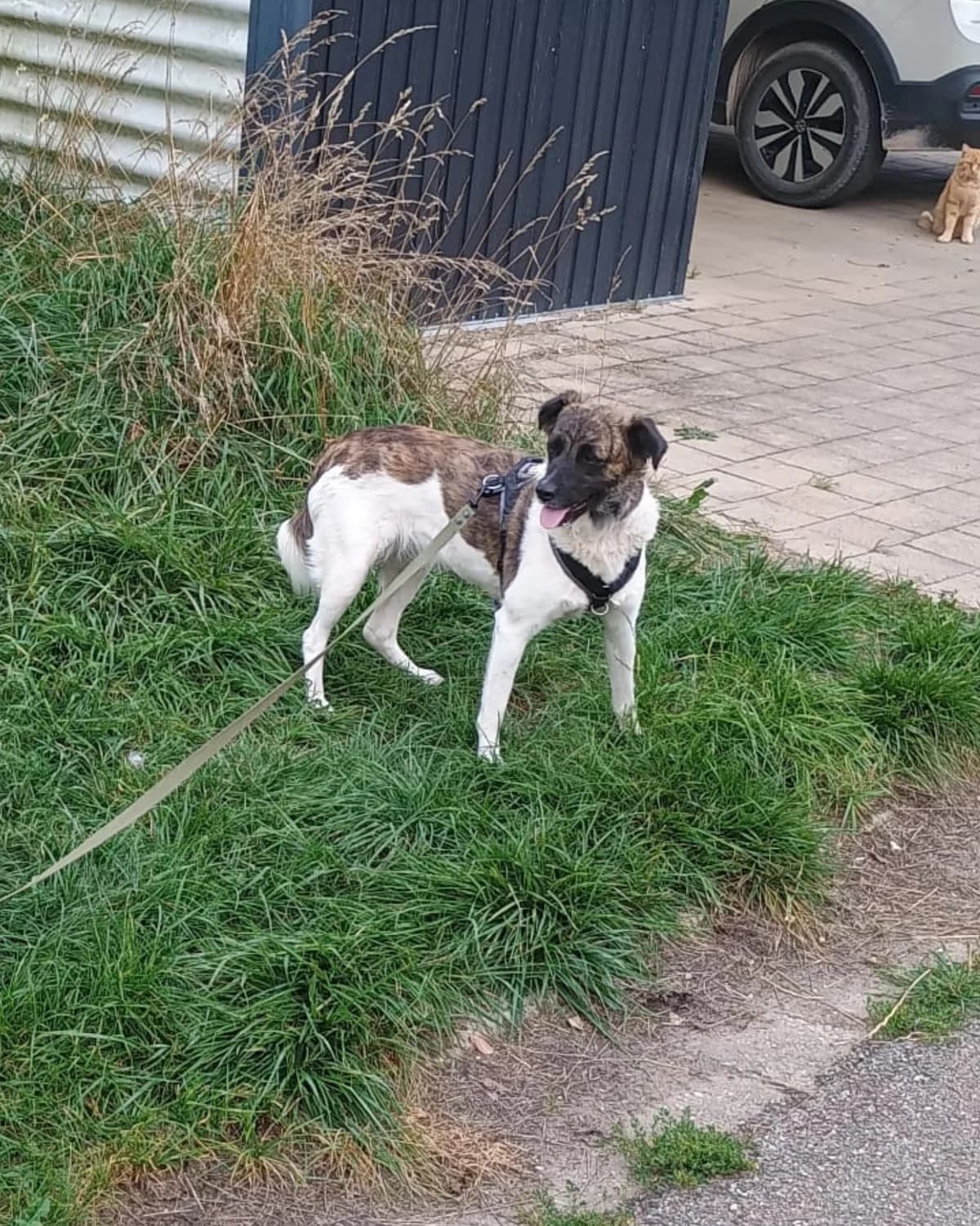Bella, female young Mixed Breed for adoption at Save Our Animals e.V., Allersberg