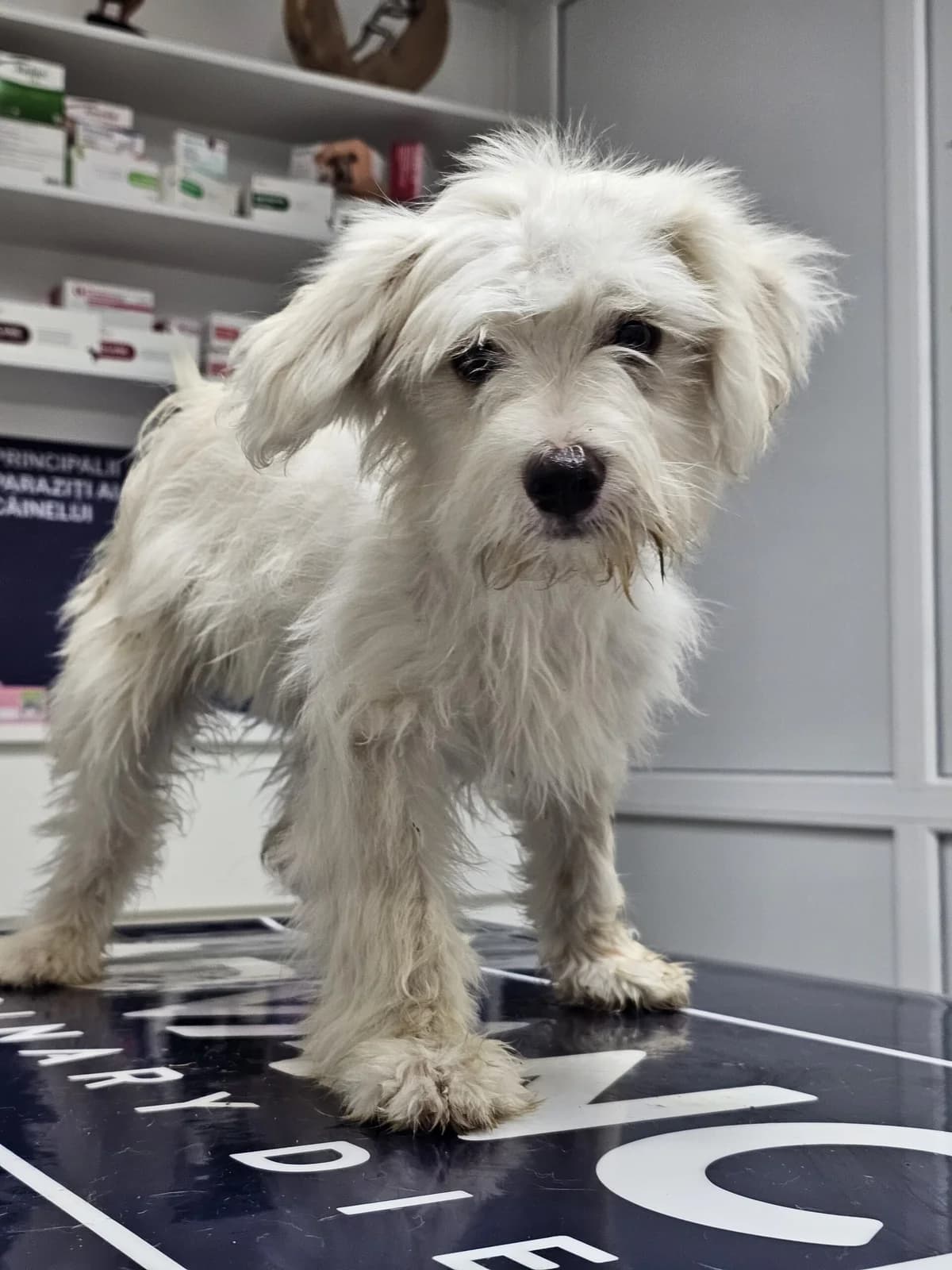 Nevo, male puppy Mixed Breed for adoption at Save Our Animals e.V., Allersberg