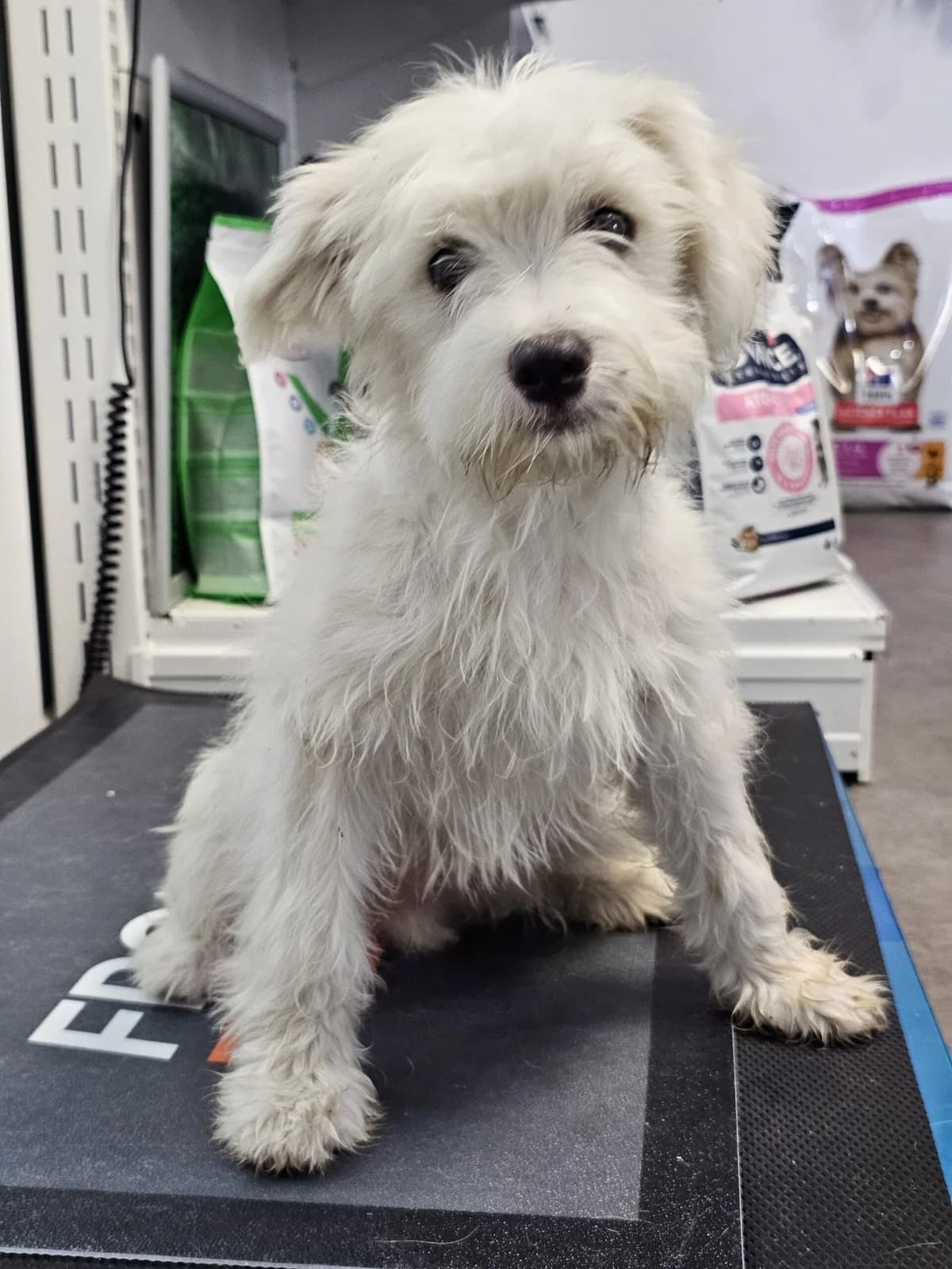 Nevo, male puppy Mixed Breed for adoption at Save Our Animals e.V., Allersberg