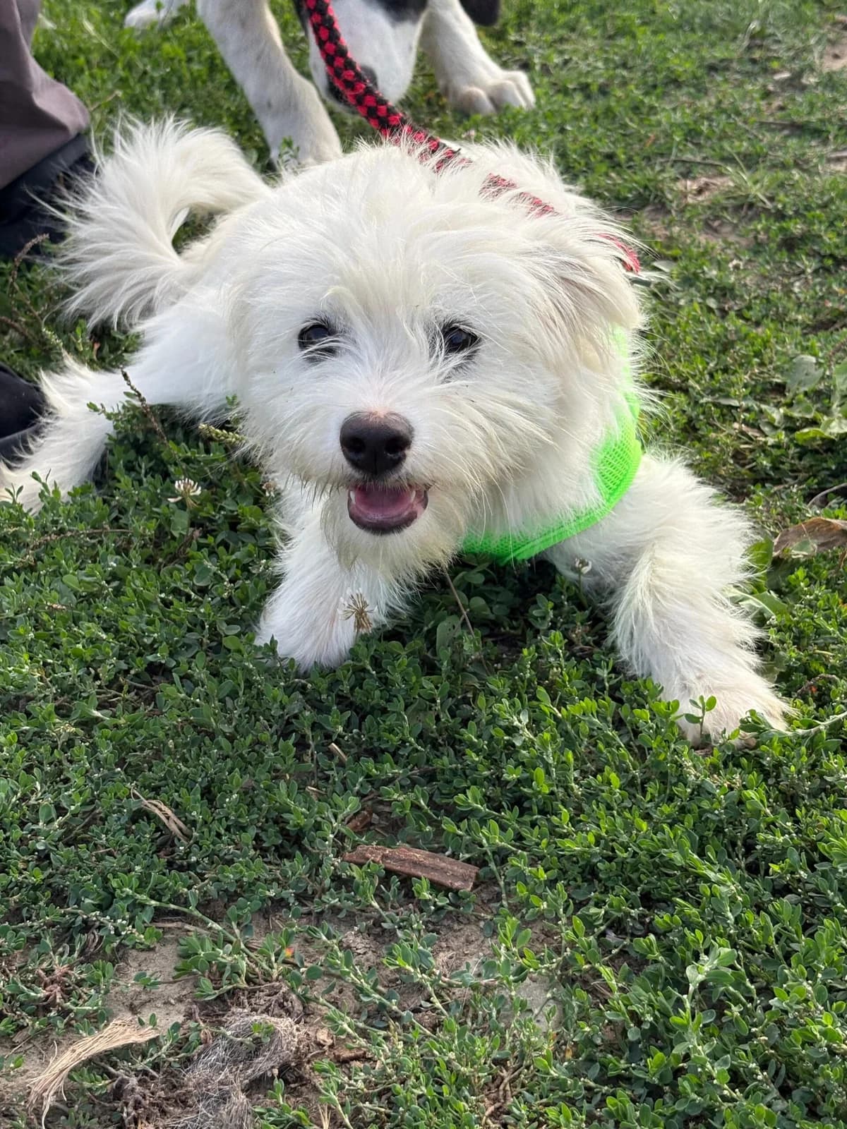 Niva, female puppy Mixed Breed for adoption at Save Our Animals e.V., Allersberg