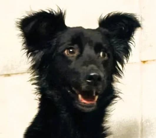Akira, female Mixed Breed for adoption at Save a Dog e.V.