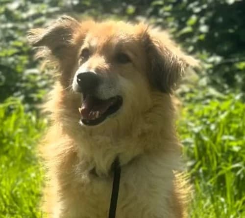 Meda, puppy Mixed Breed for adoption at Save a Dog e.V.