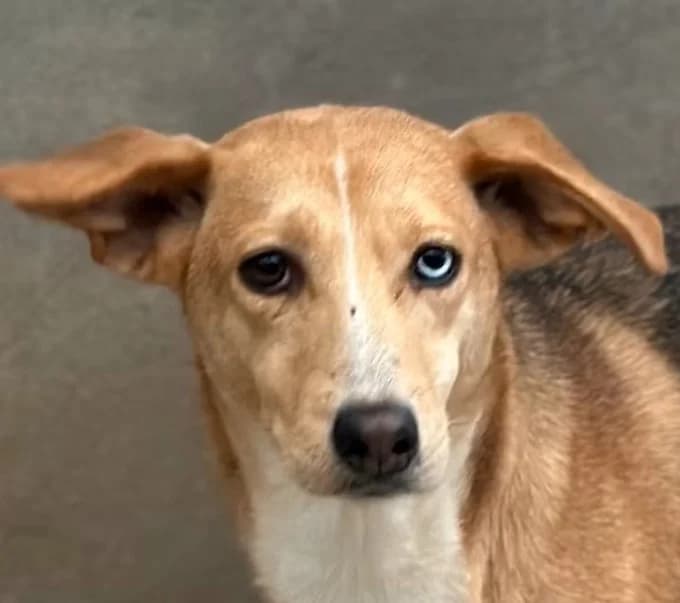 Bailey, Mixed Breed for adoption at Save a Dog e.V.