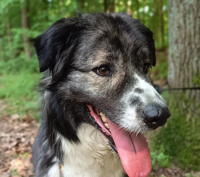 Balou, Mixed Breed for adoption at Save a Dog e.V.