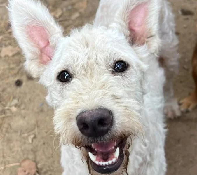Belka, Mixed Breed for adoption at Save a Dog e.V.