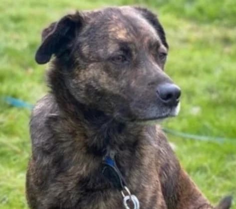 Bobby, Mixed Breed for adoption at Save a Dog e.V.