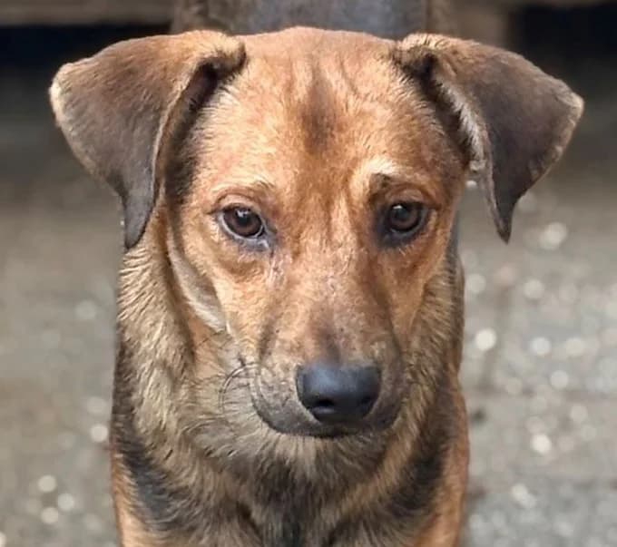 Bor, Mixed Breed for adoption at Save a Dog e.V.