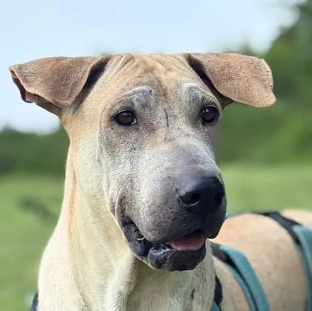 Bruno, Mixed Breed for adoption at Save a Dog e.V.