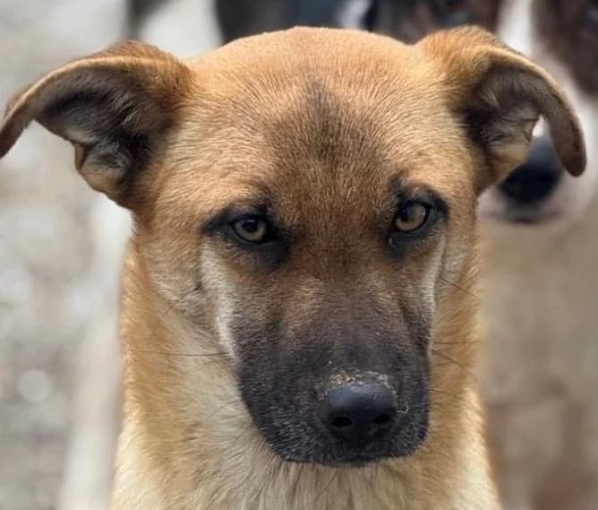 Cara, Mixed Breed for adoption at Save a Dog e.V.