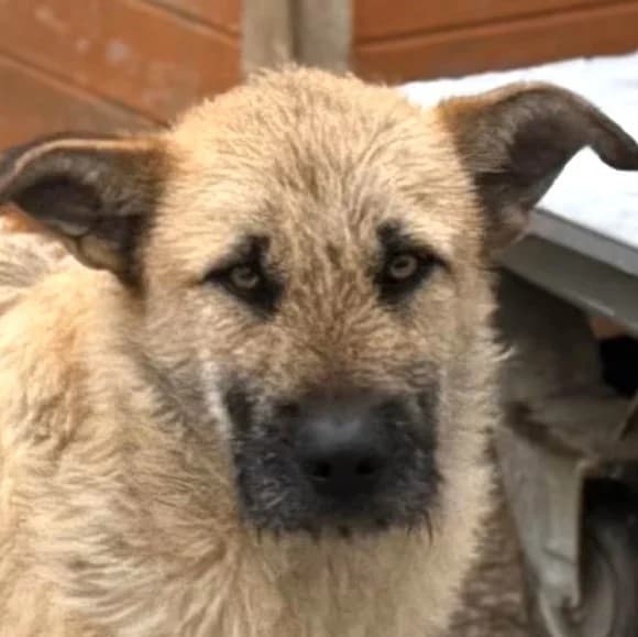 Cedric, Mixed Breed for adoption at Save a Dog e.V.