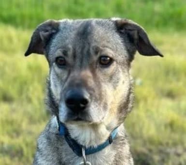 Djinn, Mixed Breed for adoption at Save a Dog e.V.