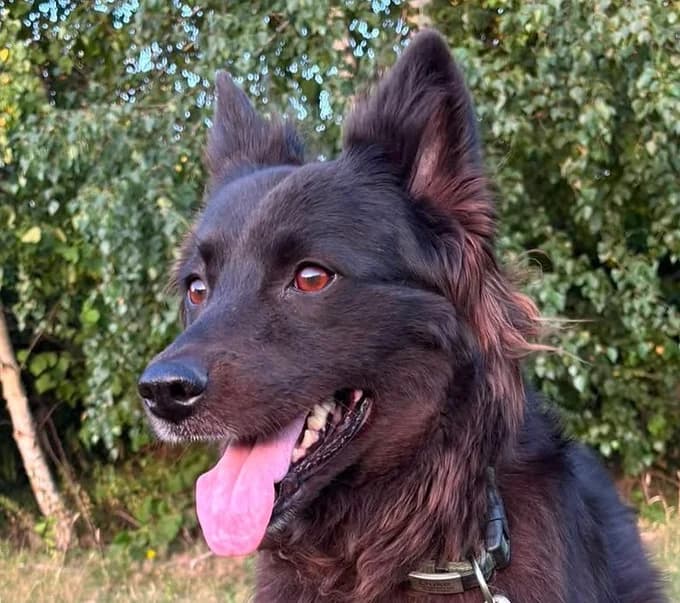 Duke, Mixed Breed for adoption at Save a Dog e.V.