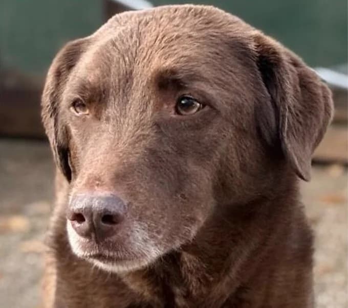 Ferox, Mixed Breed for adoption at Save a Dog e.V.