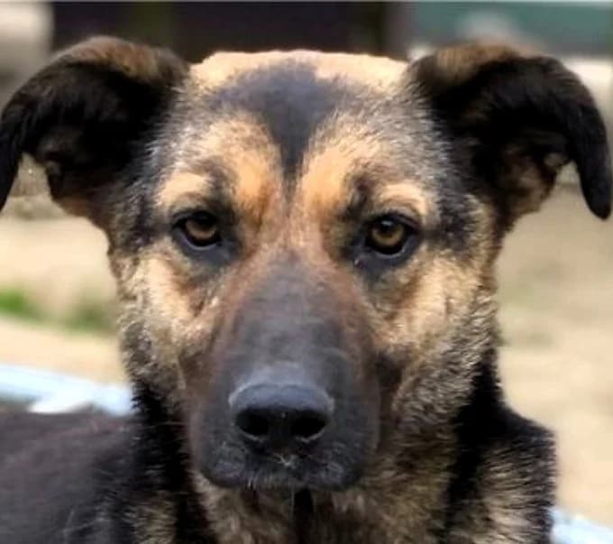 Fiore, Mixed Breed for adoption at Save a Dog e.V.
