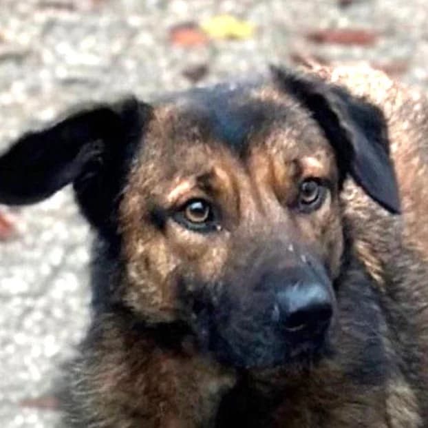 Flori, Mixed Breed for adoption at Save a Dog e.V.