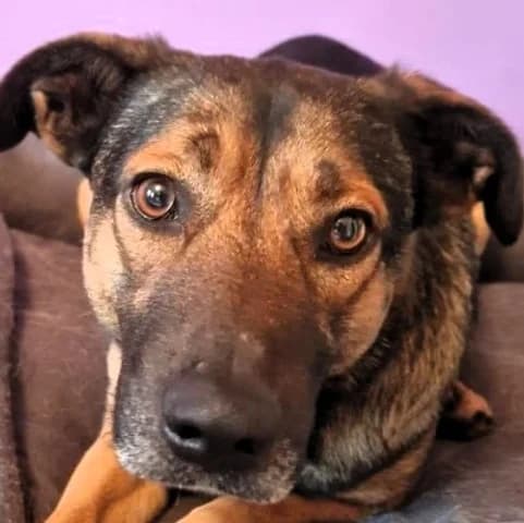 Frederica, Mixed Breed for adoption at Save a Dog e.V.