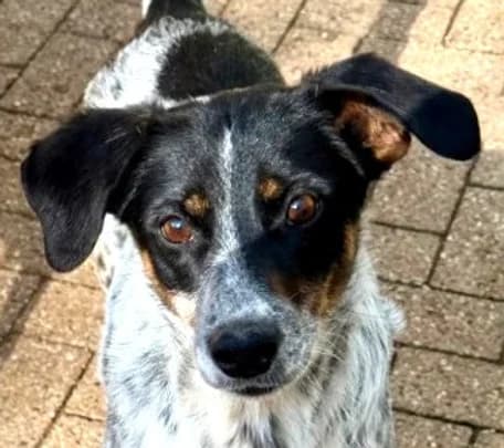 Gana, Mixed Breed for adoption at Save a Dog e.V.