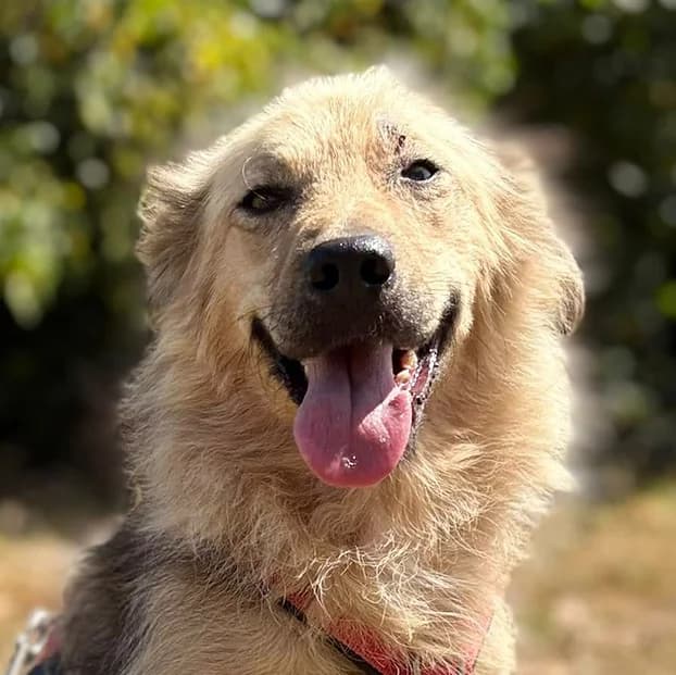 Garry, Mixed Breed for adoption at Save a Dog e.V.