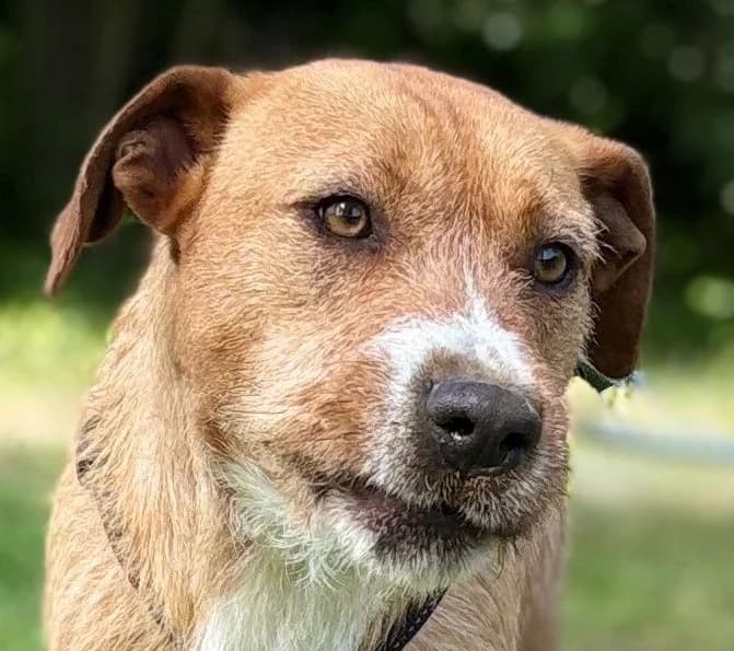 Geicko, Mixed Breed for adoption at Save a Dog e.V.