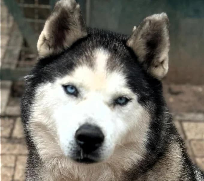 Hacic, male Mixed Breed for adoption at Save a Dog e.V.