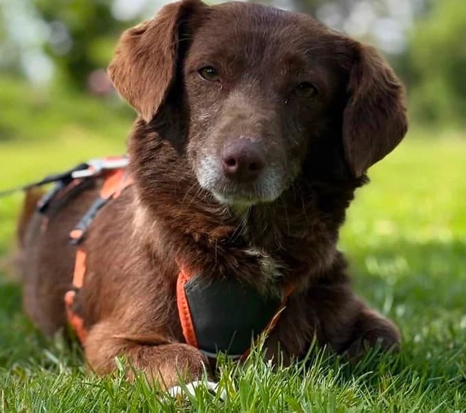 Hildegard, Mixed Breed for adoption at Save a Dog e.V.
