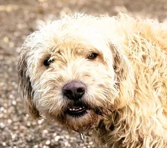 Jerry, Mixed Breed for adoption at Save a Dog e.V.
