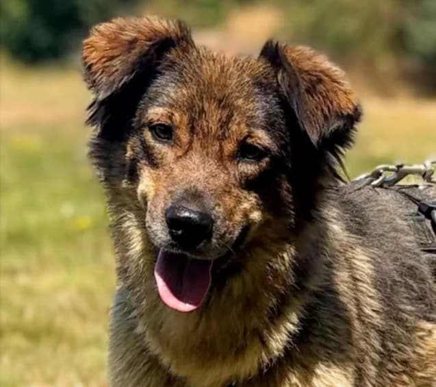 Julchen, Mixed Breed for adoption at Save a Dog e.V.