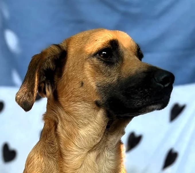 Kira, Mixed Breed for adoption at Save a Dog e.V.