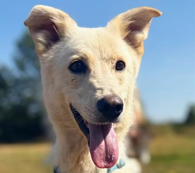 Laika, Mixed Breed for adoption at Save a Dog e.V.