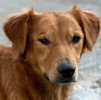 Lana, Mixed Breed for adoption at Save a Dog e.V.