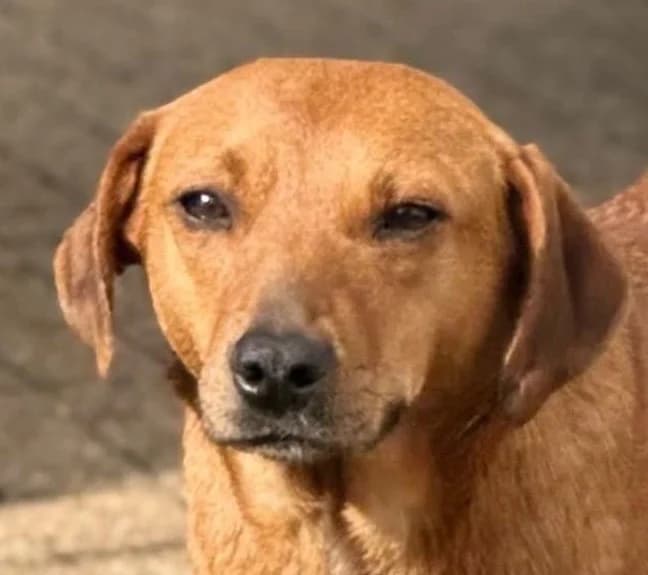 Lili, Mixed Breed for adoption at Save a Dog e.V.
