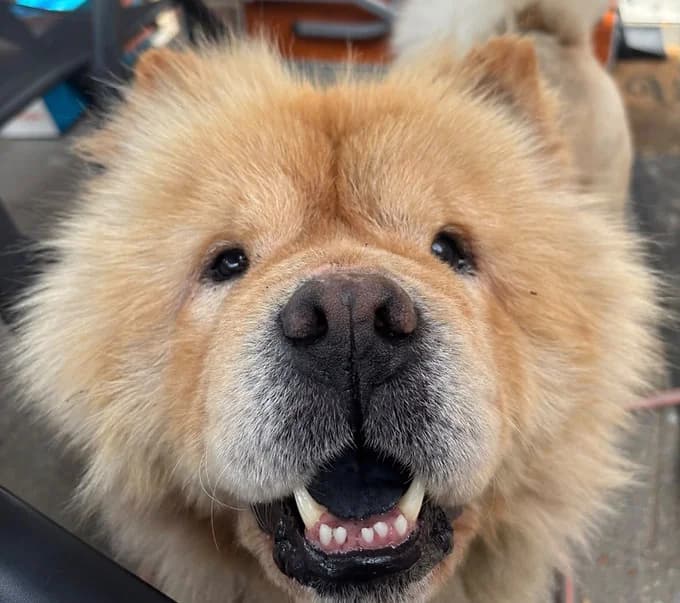 Lion, male Mixed Breed for adoption at Save a Dog e.V.