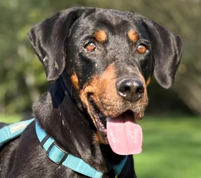 Loki, Mixed Breed for adoption at Save a Dog e.V.
